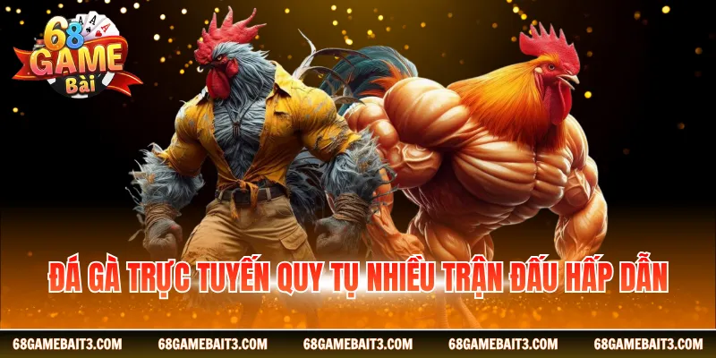 Đá gà trực tuyến quy tụ nhiều trận đấu hấp dẫn